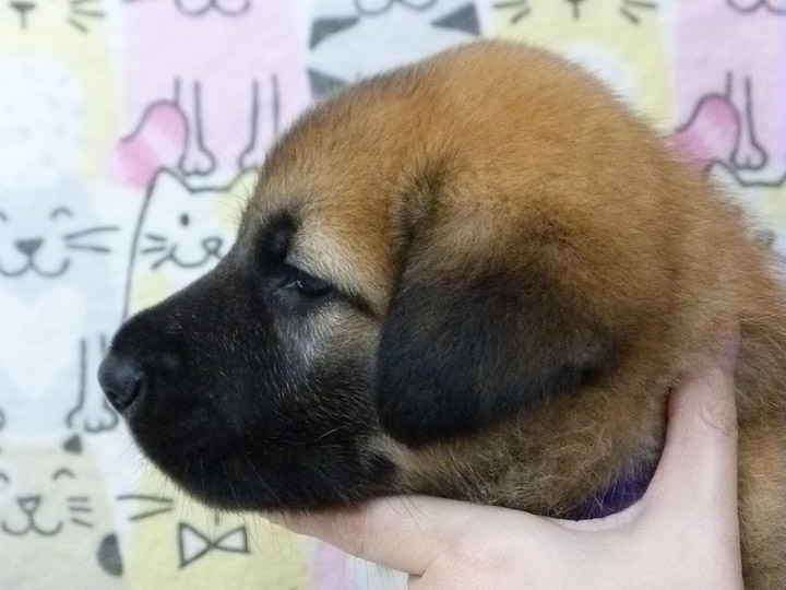 chinook puppy
